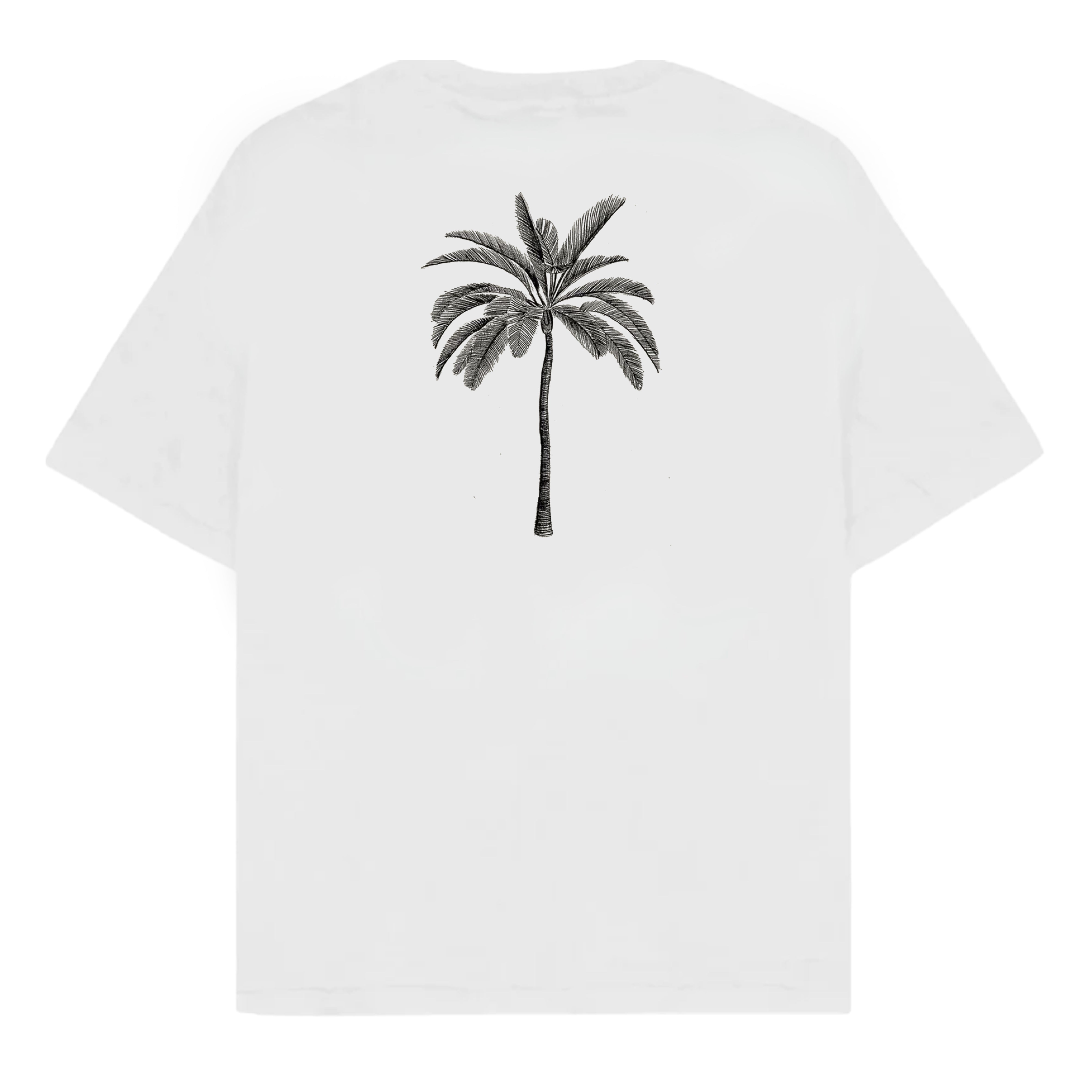 RULESS PALM